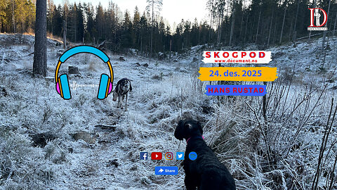 Skogpod 24. desember 2025