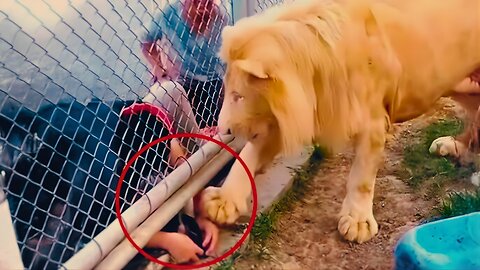 Shocking Animal Attacks Caught on Camera! 😱 Real Human Encounters