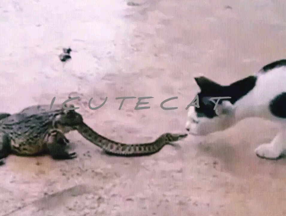 Strange cat really enjoys NEWSMAX2 LIVE | Real News for Real People? Hey one in a Million love