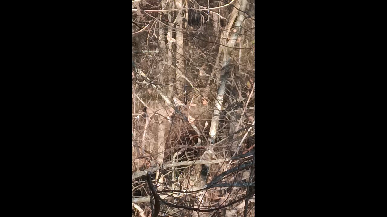 Another Young Buck out Cruising