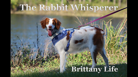 The Rabbit Whisperer