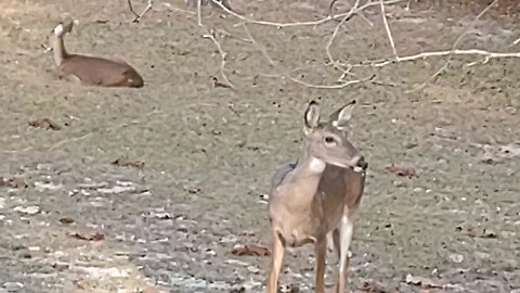 Deer says "Happy Thanksgiving" 2025 from Florida