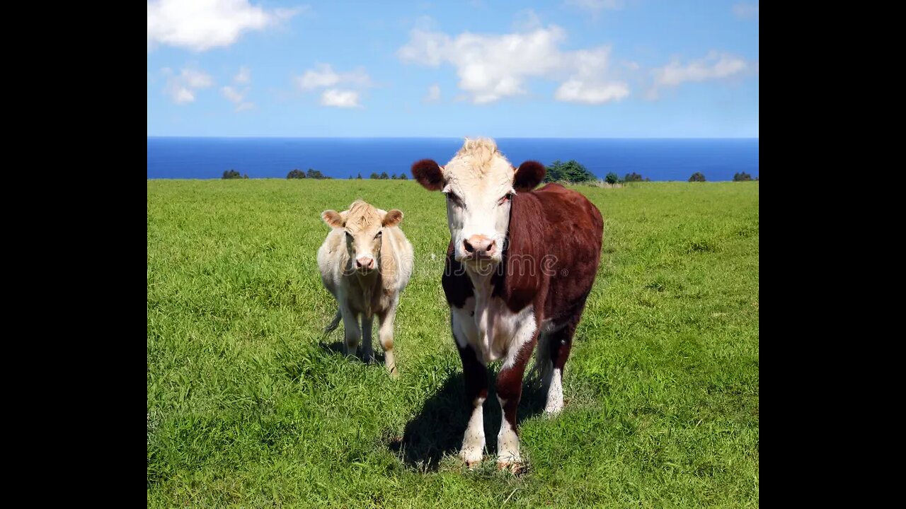 No Tenets of Thinking left: Humans in Techno-Enslavement Farm detention