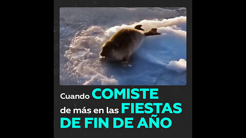 Así batalla esta pequeña foca para entrar al mar