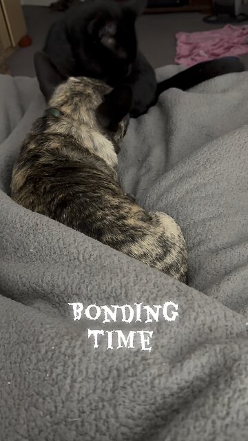 Elvis and puff bonding time