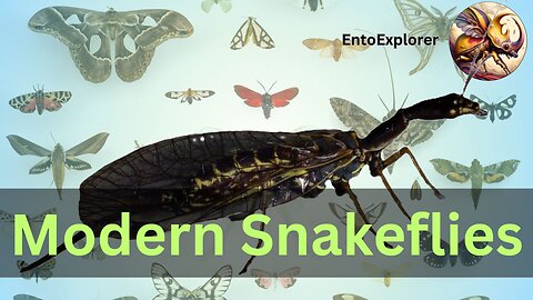 Introduction to Insect Taxonomy and Identification - Order Raphidioptera