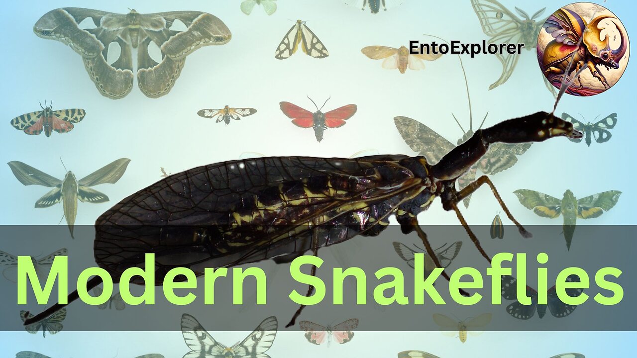 Introduction to Insect Taxonomy and Identification - Order Raphidioptera