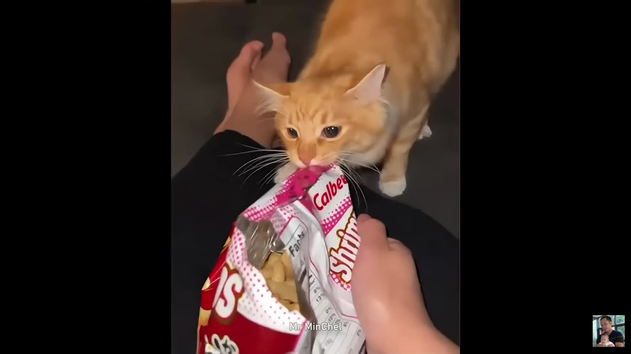 Best Funny Animal Videos of 2024 - Hilarious Moments Compilation