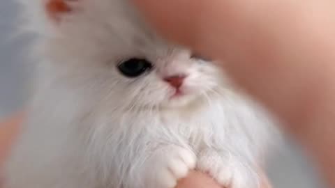 Is This Even Real 😱 The World's Smallest Fluffy Cloud! ☁️🐱 #Shorts #petsdiarys #cute