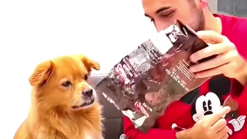 Funny dog 😂😂😂 #pet #funny #dog #foryou #asmr