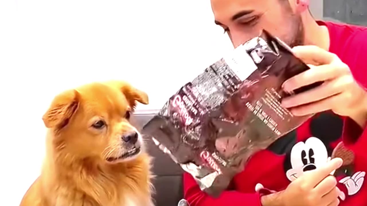 Funny dog 😂😂😂 #pet #funny #dog #foryou #asmr