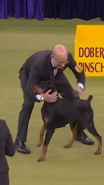 Penny the Doberman pinscher wins best in show at 150th annual Westminster