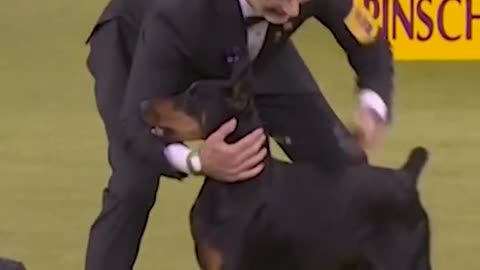 Penny the Doberman pinscher wins best in show at 150th annual Westminster