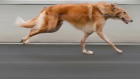 The Fastest Dog Breed on Earth