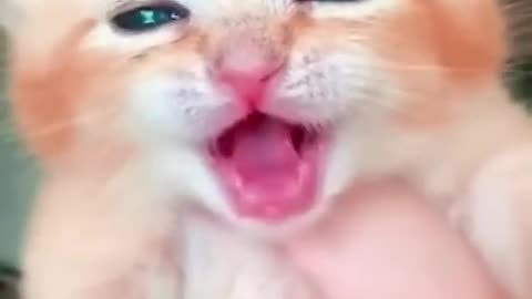 Cats cute voices craying smal