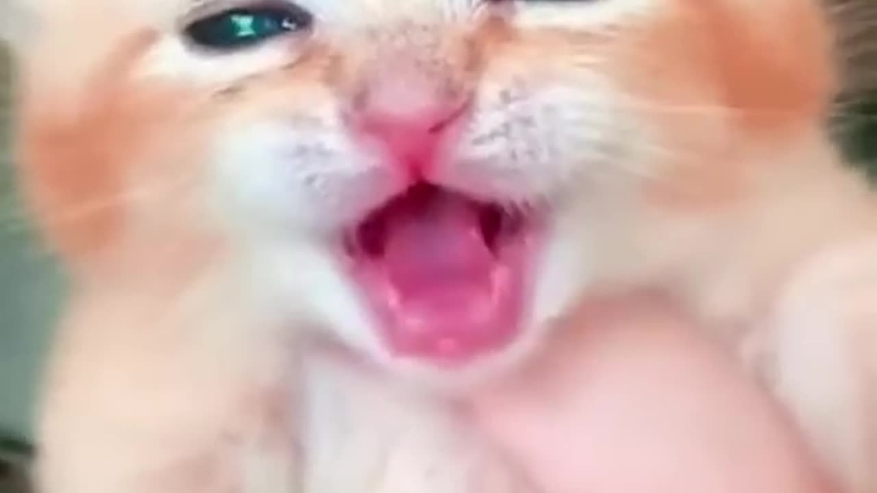 Cats cute voices craying smal