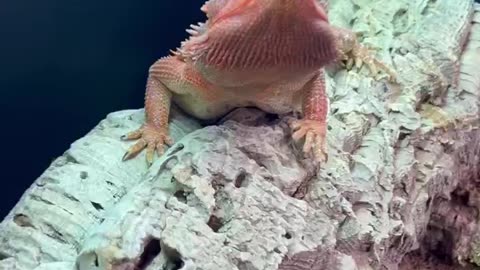 Bearded beauty