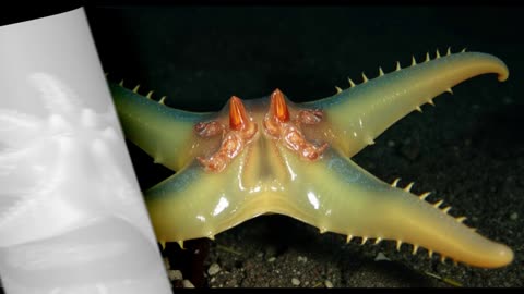 Hymenaster pellucidus: The Glassy Sea Star of the Deep