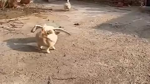 Daily life of dog #shortsviral #funny #dog #shorts