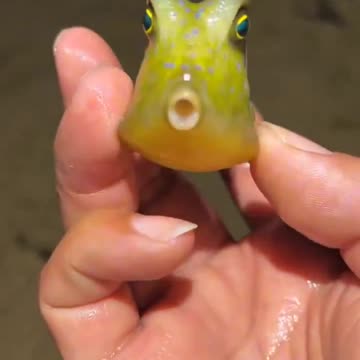 That’s not a dog.. 😅