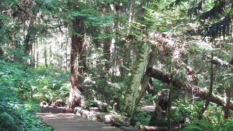 The Walk Back Home Podcast: Episode 3