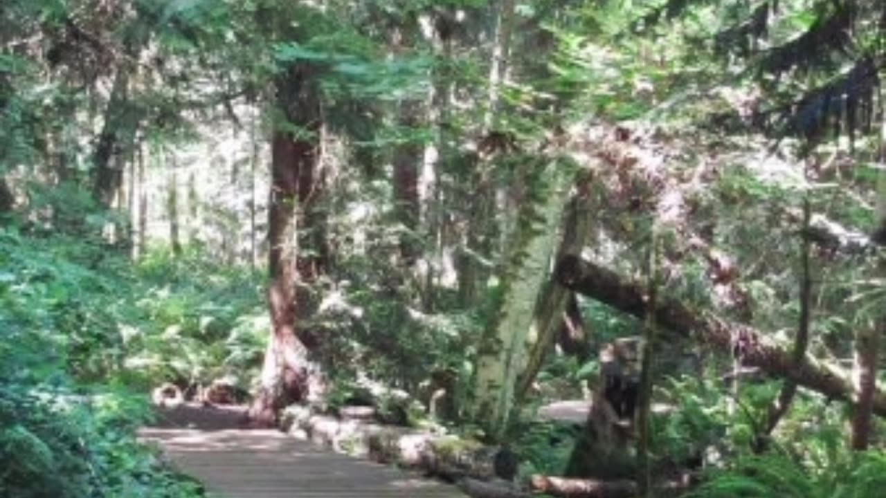 The Walk Back Home Podcast: Episode 3