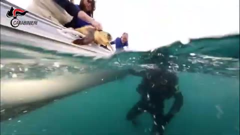 Carabinieri liberano tre tartarughe Caretta Caretta a Trani