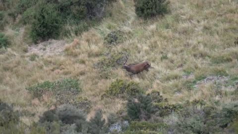 Big red stags, First Chamois nanny and big chamois buck plus salmon fishing
