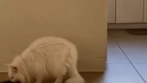 😺😱 This Cat Got Scared for One Second… And the Reaction Was Priceless ✨