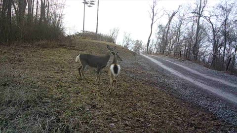 Trail cam videos Buck and Bobcat