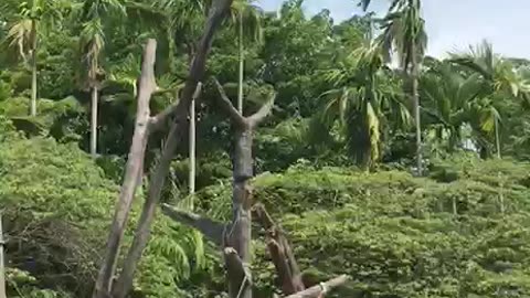 Zoo On A Sunny Day
