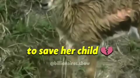 Only a mother can sacrifice