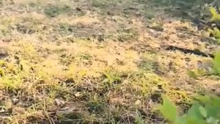 🎥🪖 Myanmar War | Unicorn Guerrilla Force Combat Footage Compilation | RCF