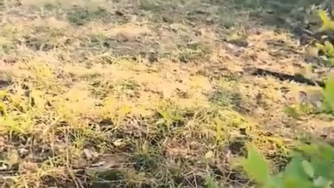 🎥🪖 Myanmar War | Unicorn Guerrilla Force Combat Footage Compilation | RCF