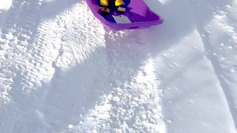 Sausage Dog Goes Snow Sledding