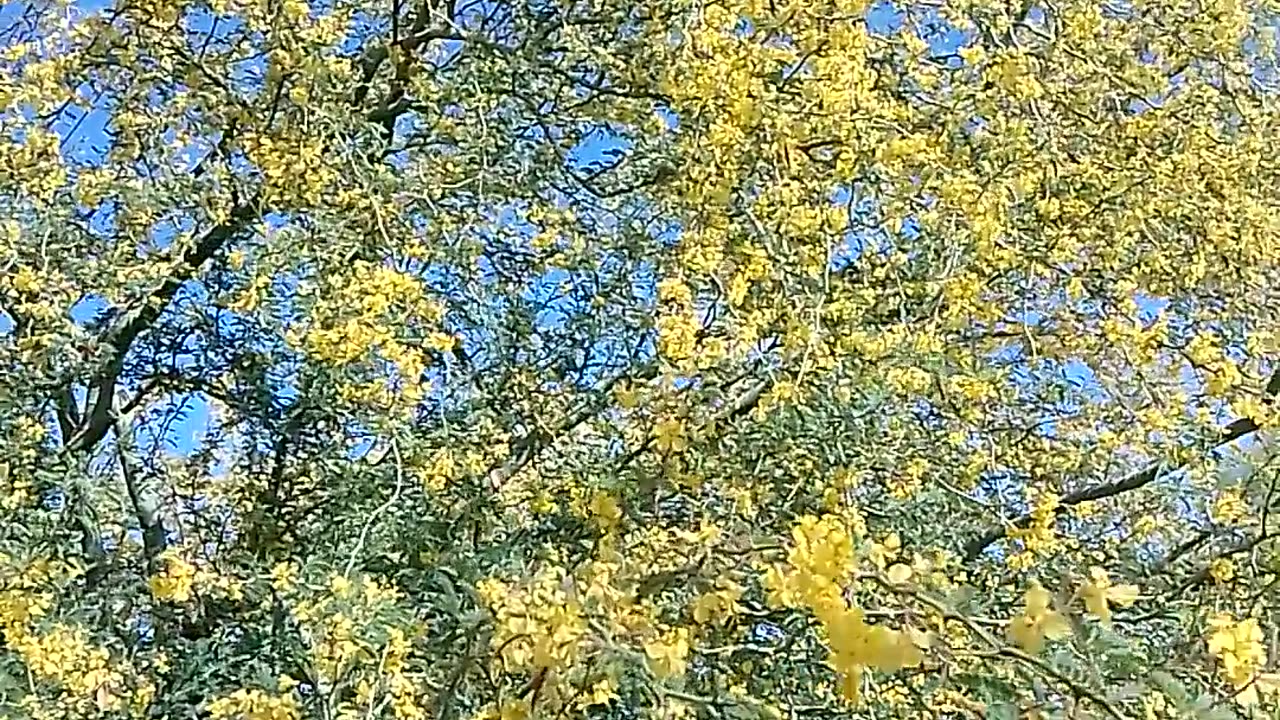 Real blooming yellow flowers