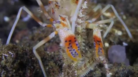 Tiger Shrimp Phyllognathia ceratophthalma has caught an active brittle star Ophiura