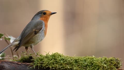 THE ROBIN BIRD : A SYMBOL OF FORESTS AND NATURALS BEAUTY