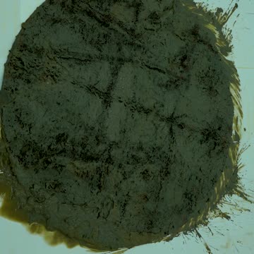 Dirtiest Carpet - Traditional Heavy Soiled Carpet Cleaning Satisfying Rug Cleaning ASMR #shorts