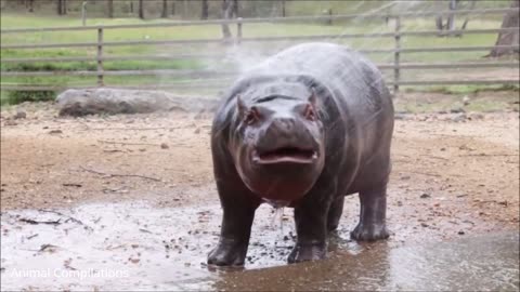 Baby hippos swimming