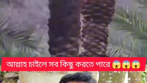 🌴 আল্লাহর কুদরতি নিদর্শন — ডাল নাই, তবু ফল ভরা গাছ! 🌙