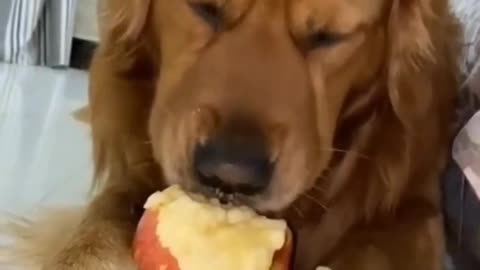 Funny Cats and Dogs