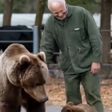🤔The Little Brown Bear Want To Call The Old Man To Save The Injured Mother Bear