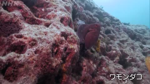 さわやか自然百景 伊豆半島 雲見の海