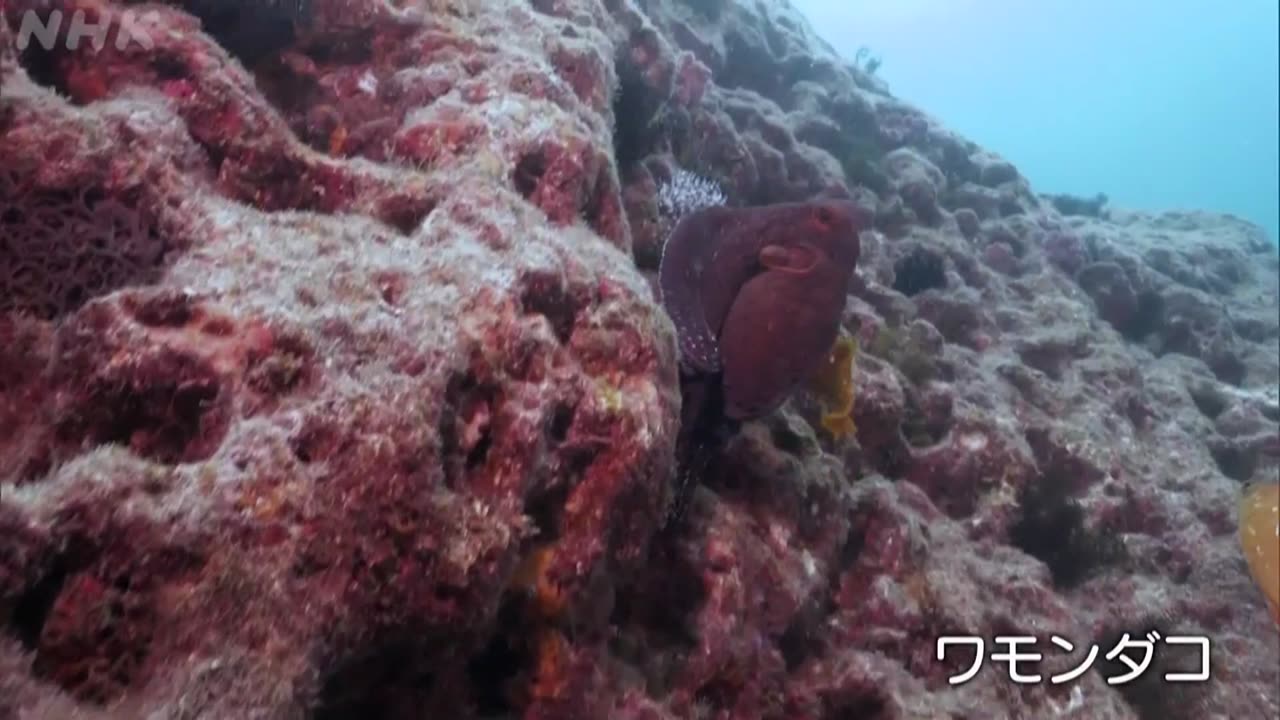 さわやか自然百景 伊豆半島 雲見の海