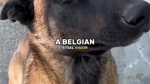 Joe Rogan compares dogs