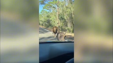 Imagine Being Late to Work… and THIS Is the Excuse You Give