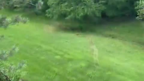 Mother Deer Fends off Predator Fox!