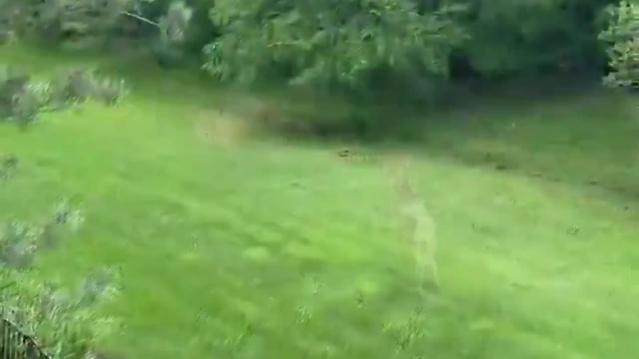 Mother Deer Fends off Predator Fox!