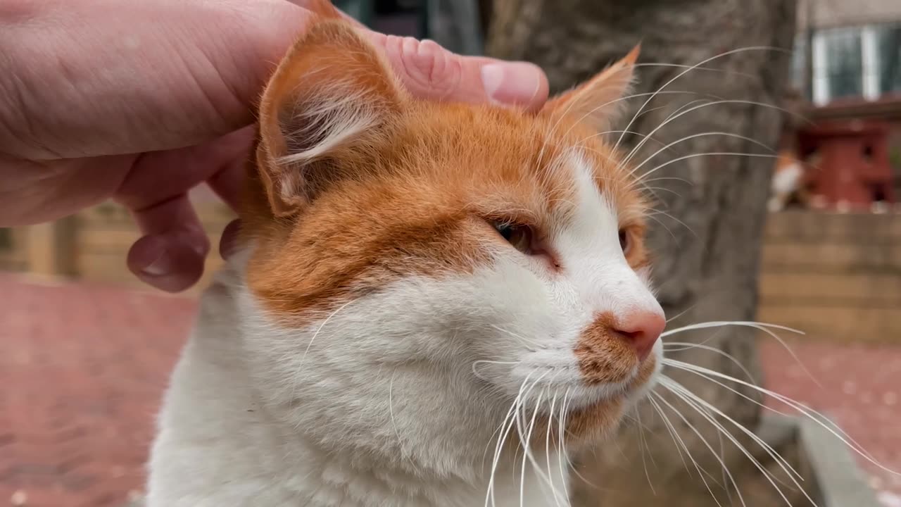 This cat is living the happiest life